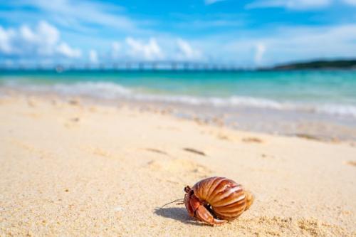 ヤドカリ投資とは?失敗しないための方法、メリット・デメリットを解説