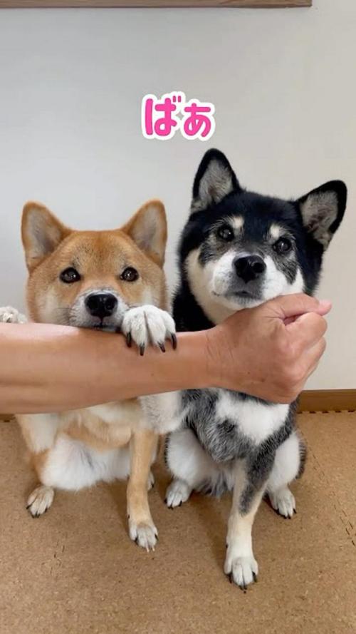 犬 いないいないばあ