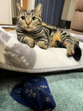 ドヤ顔がたまらない！獲物を捕まえた猫くんの表情に釘付けになっちゃう人続出！