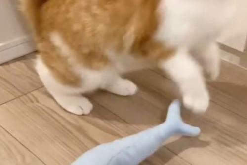 驚いて逃げる猫