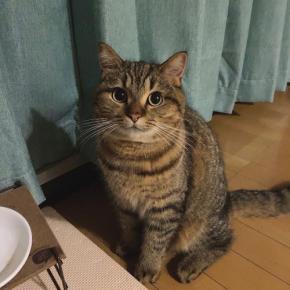 天使のような可愛さ♡首をかしげて窓を見つめる子猫ちゃんに28万人がキュン死！