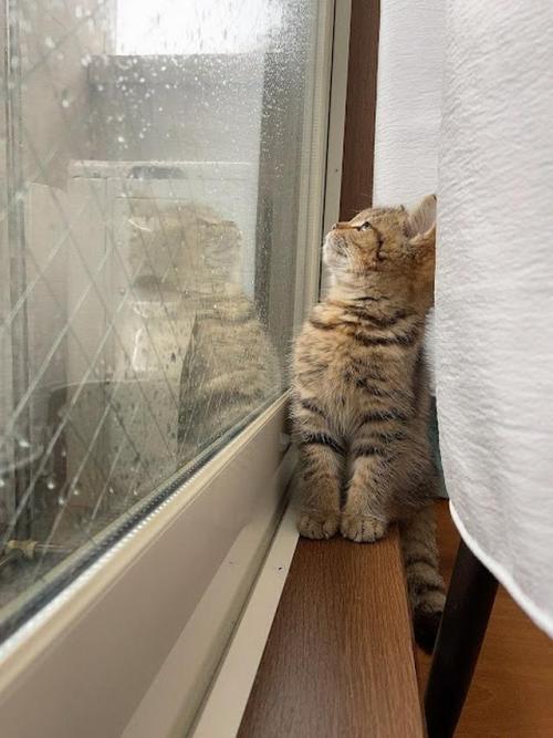 外を眺める猫