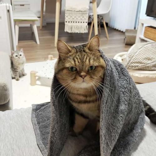 猫　タオル