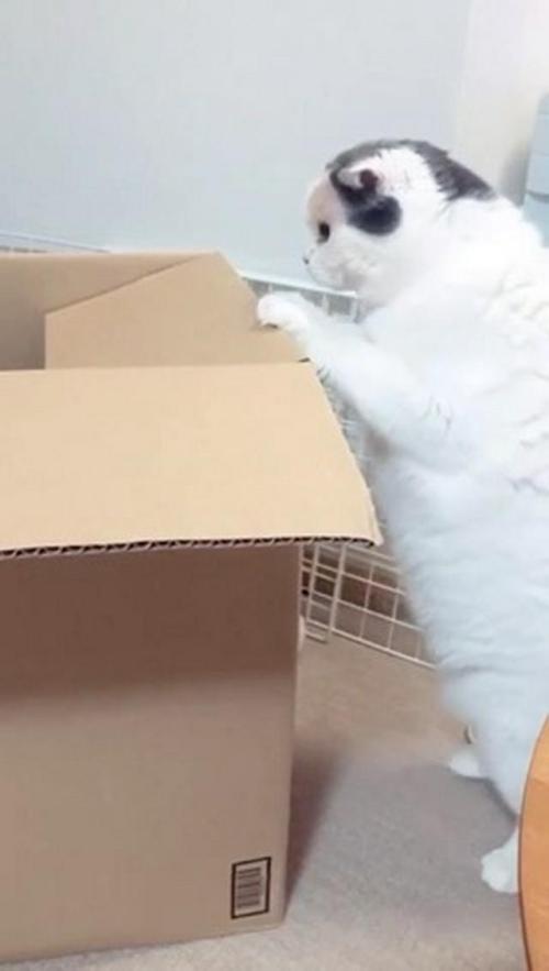 箱に入りたい猫