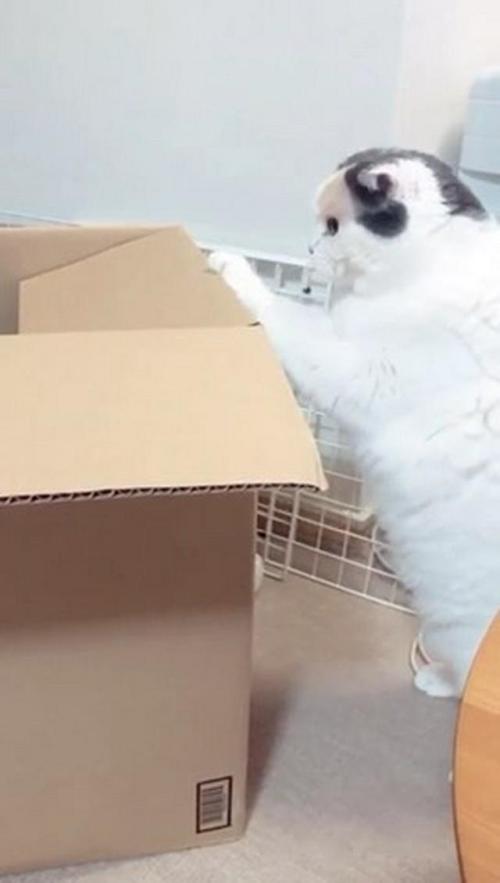 箱に入りたい猫