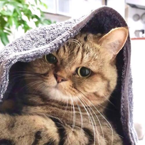猫　タオル