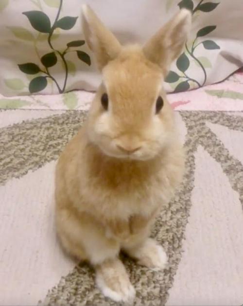 うさぎ　立つ