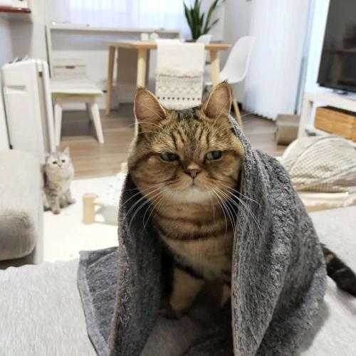 猫　タオル