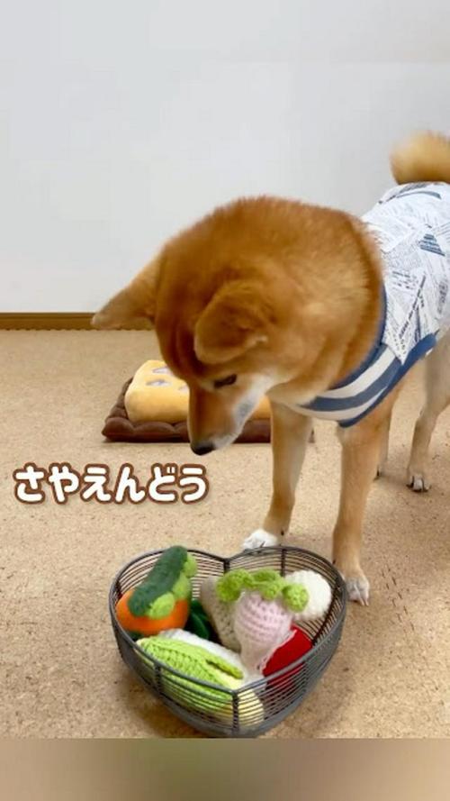 犬 野菜