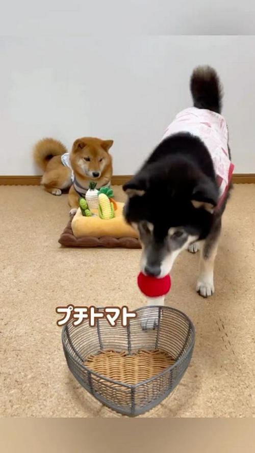 犬 野菜