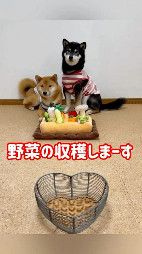 犬 野菜