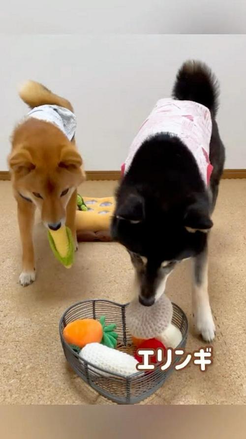 犬 野菜