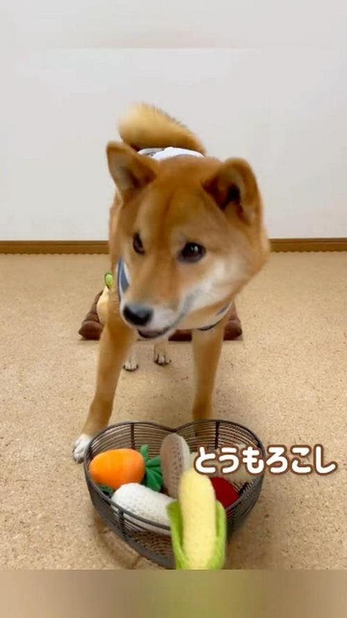 犬 野菜