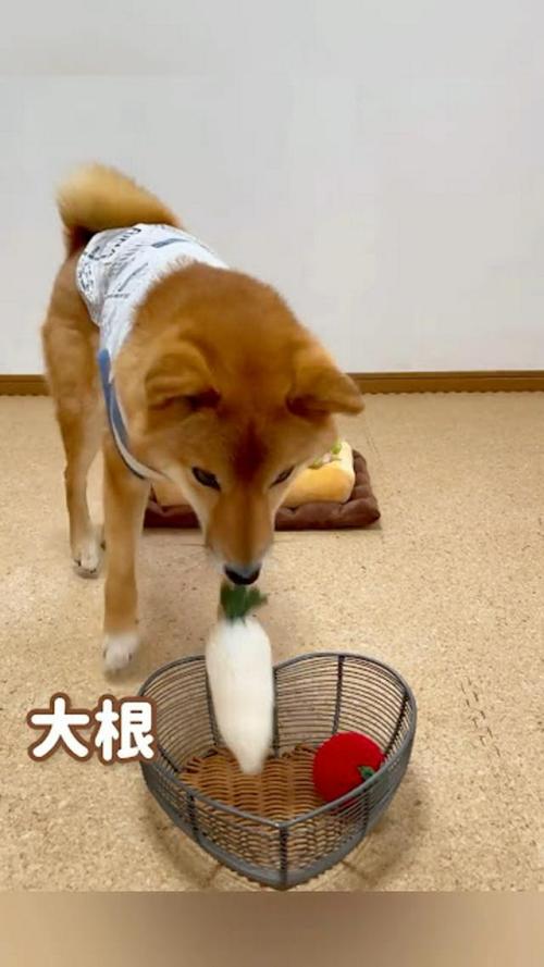 犬 野菜
