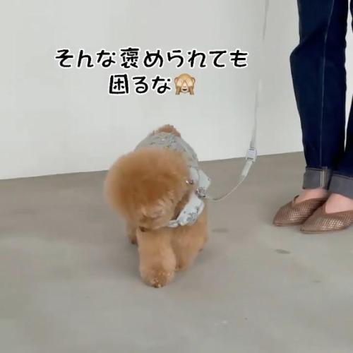 犬　スーパーモデル
