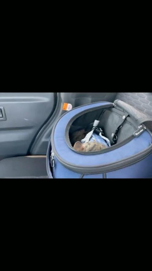 猫 車