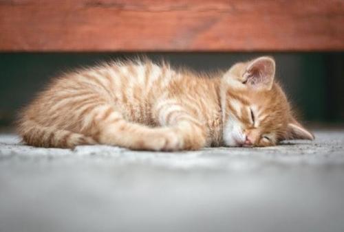 床で眠る猫