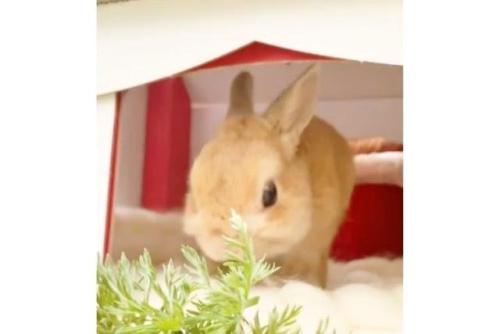 ハウスから出てきたウサギ