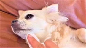 歯磨き嫌いなチワワさんvsママさん。譲らない対決を制したのはどっち？