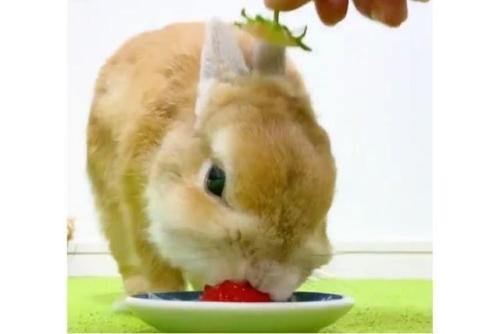 イチゴを食べるウサギ