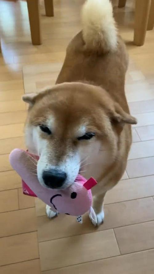 ヒコーキ耳でぬいぐるみをくわえる柴犬