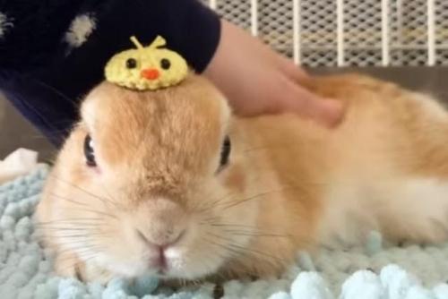 横たわるウサギ