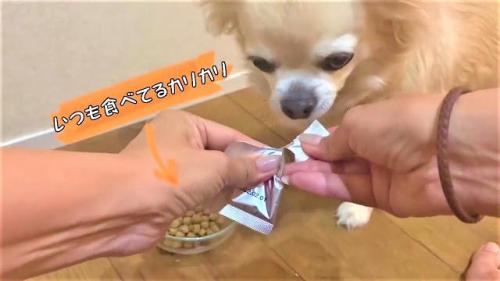 犬　ごはん