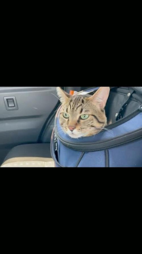 猫 犬