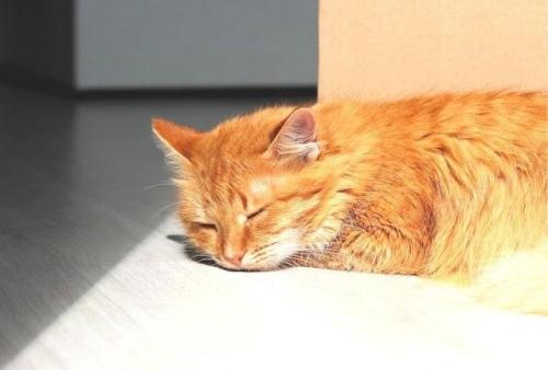 廊下で寝る猫