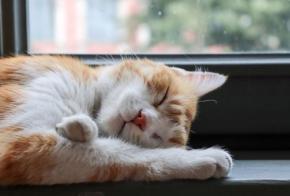 夏になると猫が落ちている⁉あなたの家にも「落とし物猫」がいませんか？