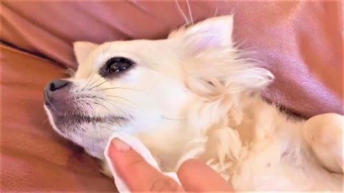 犬　歯磨き