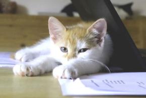 うらやましすぎる…。猫と一緒に出勤できる会社があるらしい！