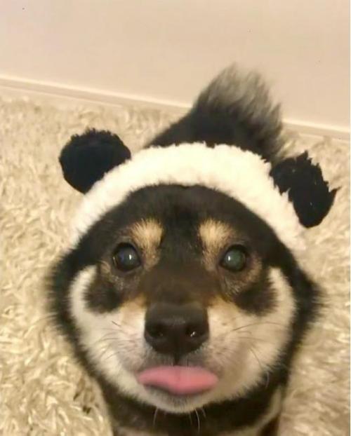 犬　パンダ帽子　舌ぺろ
