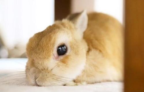 床に伏せるウサギ