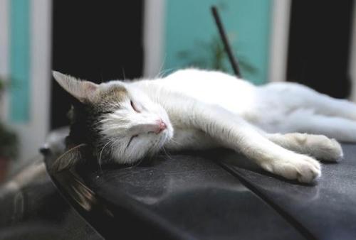 床で眠る猫