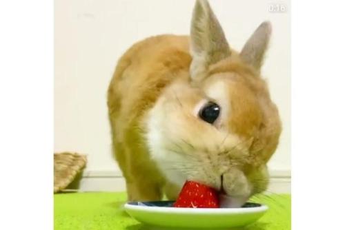 イチゴを食べるウサギ