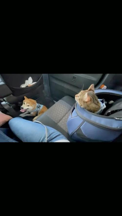 猫 車
