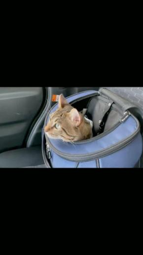 「ドライブ？それとも病院？」行き先わからず複雑な表情を浮かべる猫さん