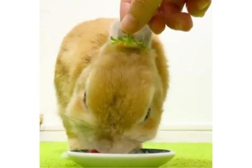 イチゴを食べるウサギ