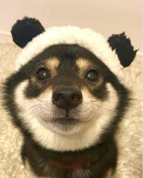 犬　パンダ帽子
