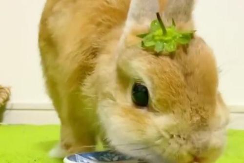 イチゴを食べるウサギ