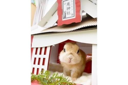 ハウスから出てきたウサギ