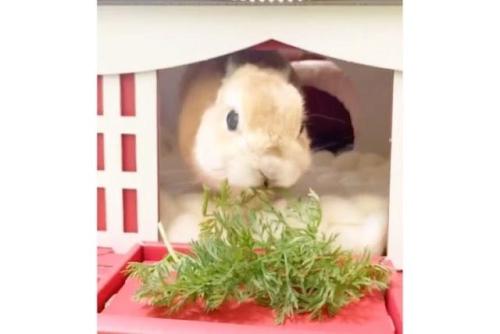 ハウスから出てきたウサギ