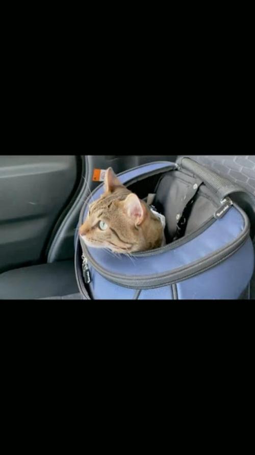 猫 ドライブ