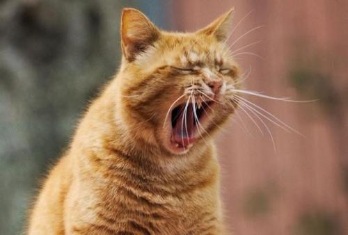口を開けた猫
