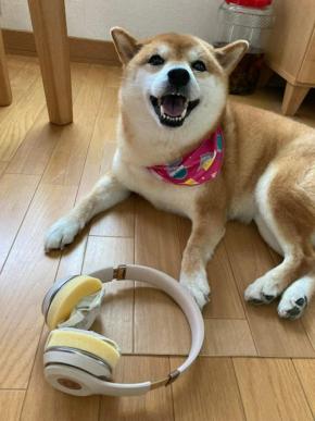 切なカワイイ笑顔に胸キュン！寂しくてもスマイル全開で飼い主を見送る柴犬さんが話題