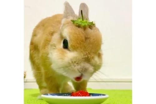 イチゴを食べるウサギ
