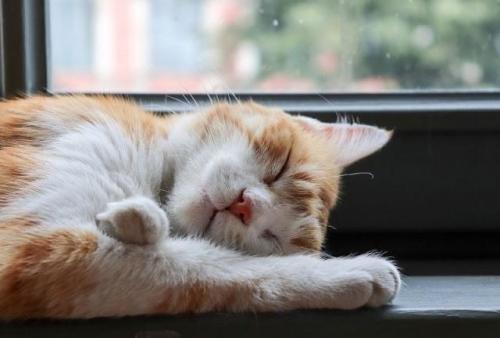 床で眠る猫
