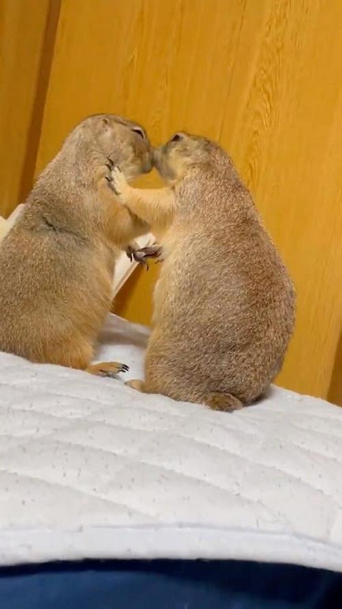 じゃれあっている2匹のプレーリードッグ