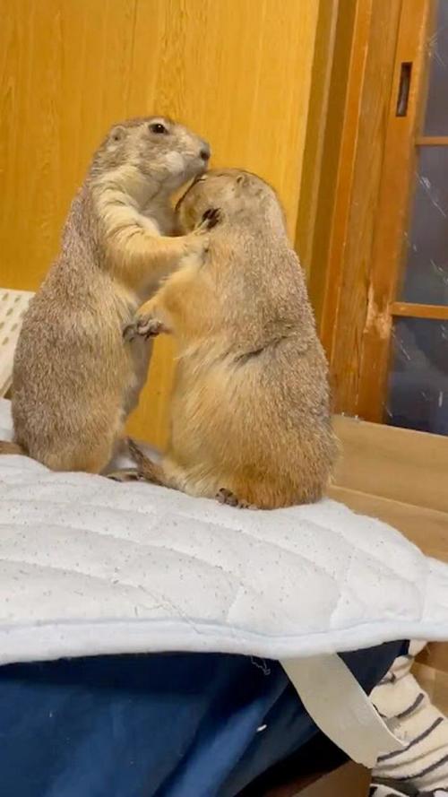 じゃれあっている2匹のプレーリードッグ